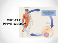 Muscle physiology.ppt